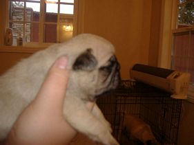 Masse's Pudgy Pugs